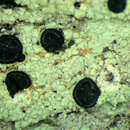 Image of megalaria lichen