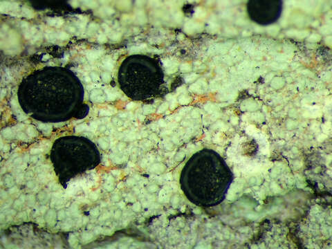 Image of megalaria lichen