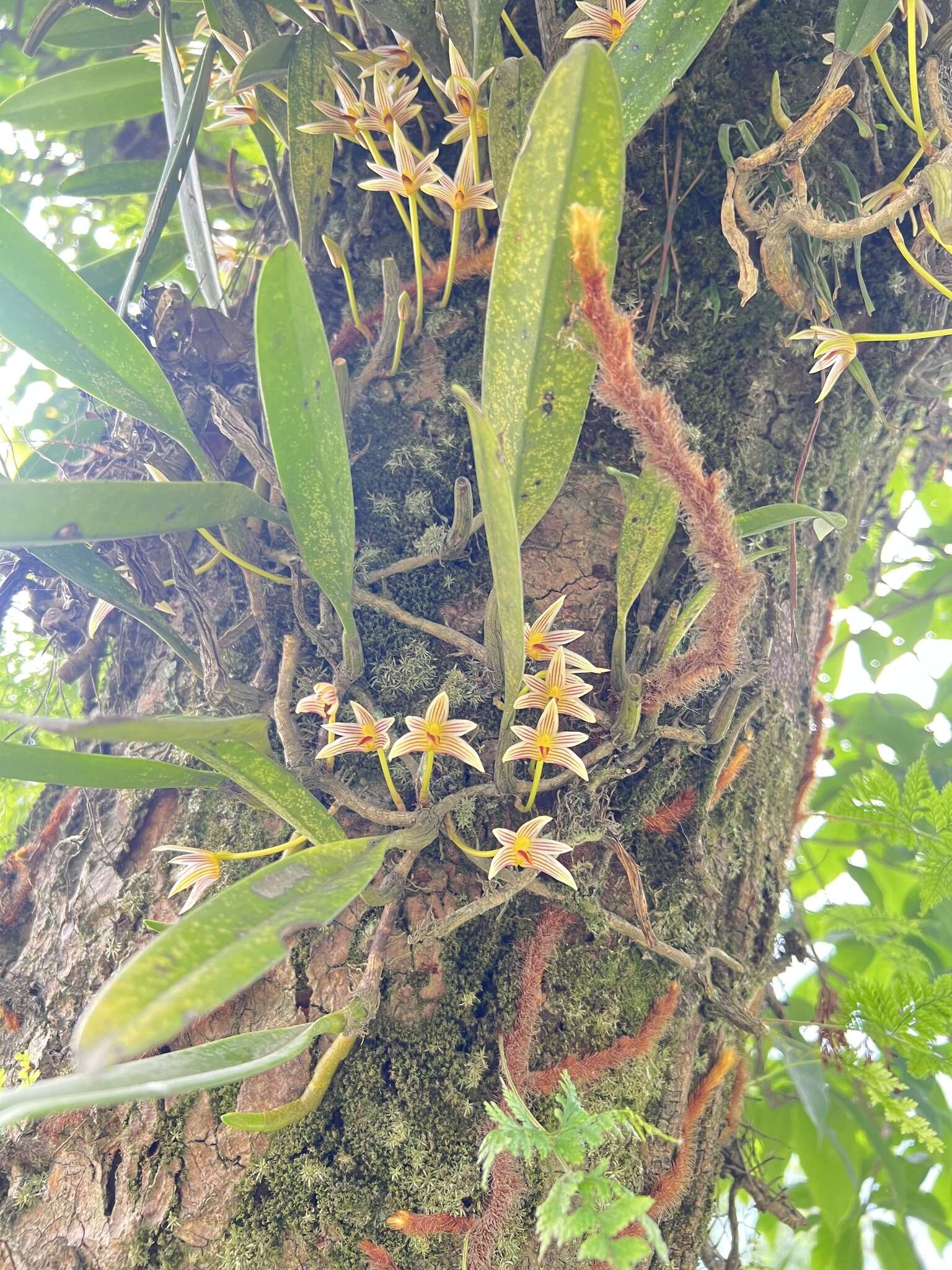 Image of Bulbophyllum affine Wall. ex Lindl.