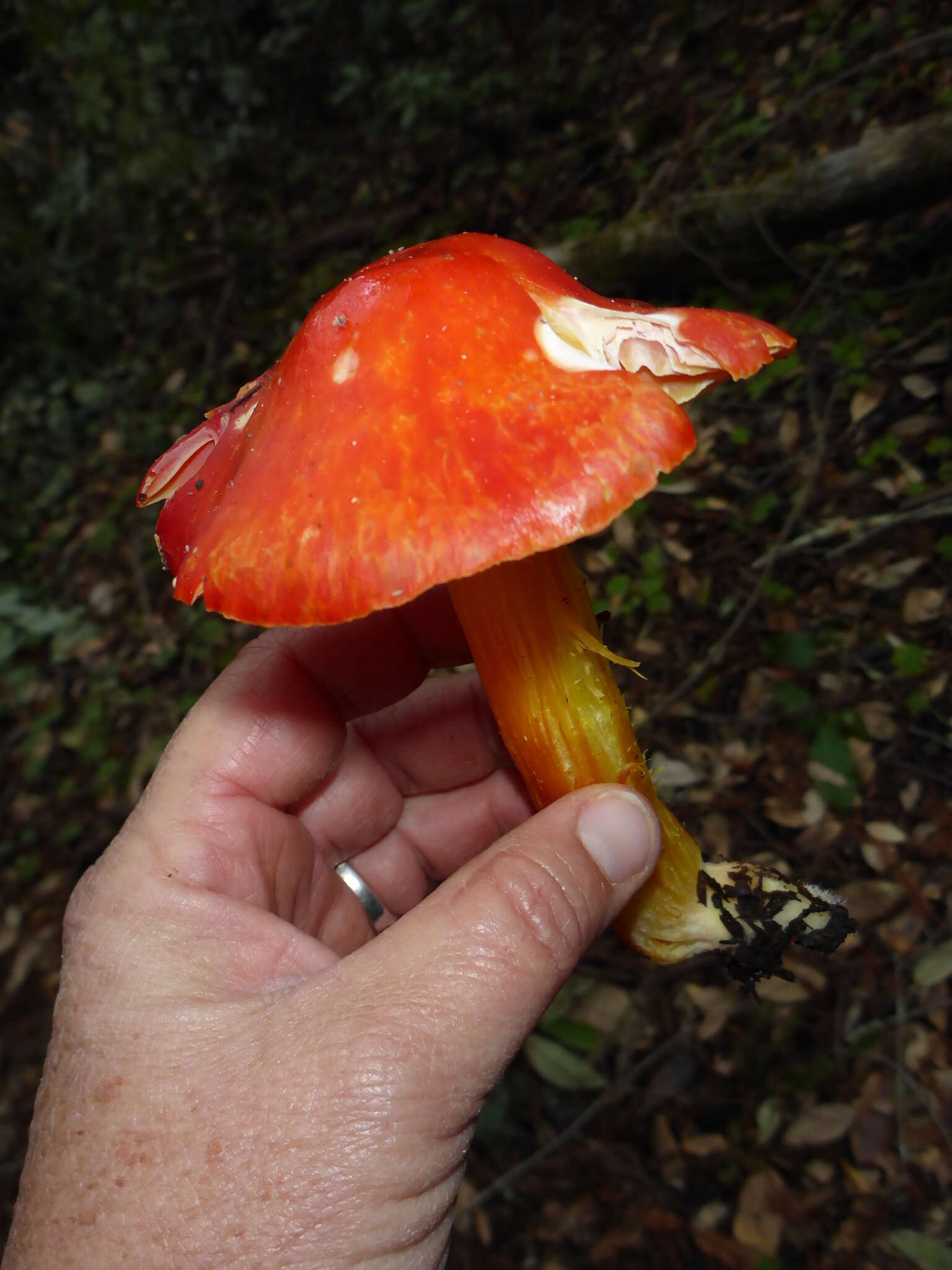 Imagem de Hygrocybe laetissima (A. H. Sm. & Hesler) Singer 1951