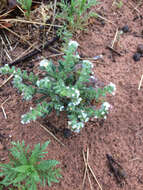 Plancia ëd Cryptantha crassisepala var. crassisepala