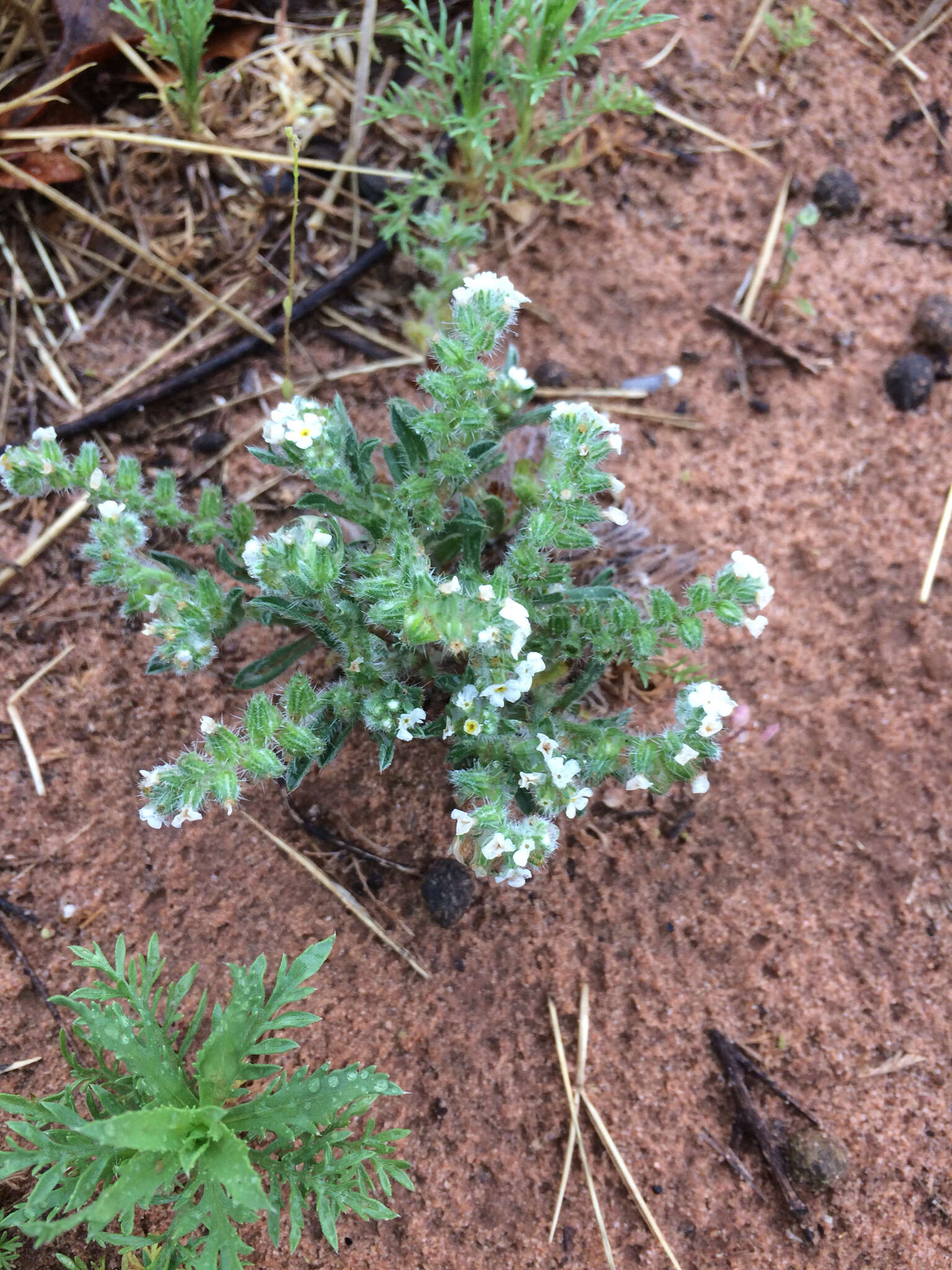 Plancia ëd Cryptantha crassisepala var. crassisepala