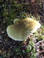 Tricholoma viridiolivaceum G. Stev. 1964 resmi