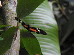 Image of Heliconius clysonymus montanus Salvin 1871