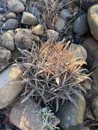 Image of Ferocactus fordii subsp. fordii