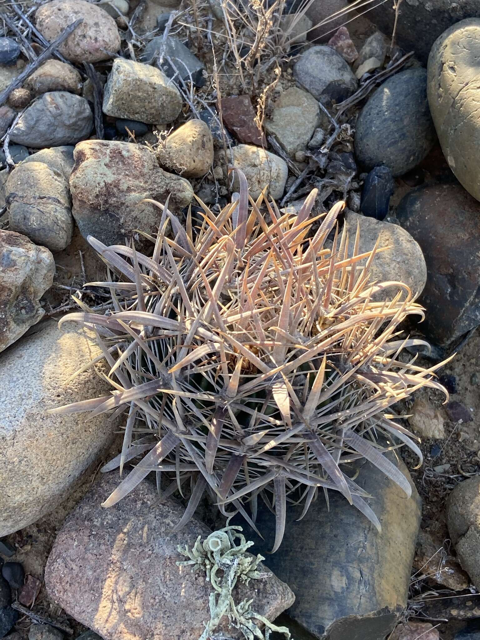 Image of Ferocactus fordii subsp. fordii