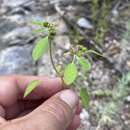 Image of forked spurge