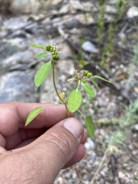 Image of forked spurge