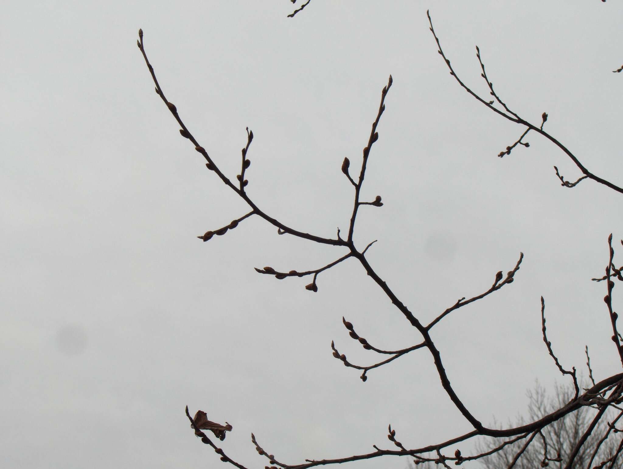 Image of cork elm