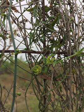 Sivun Matelea sagittifolia (A. Gray) R. E. Woodson ex Shinners kuva