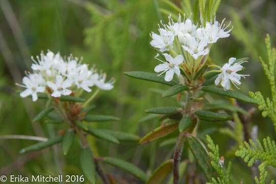 Image of Rusty Labrador-Tea