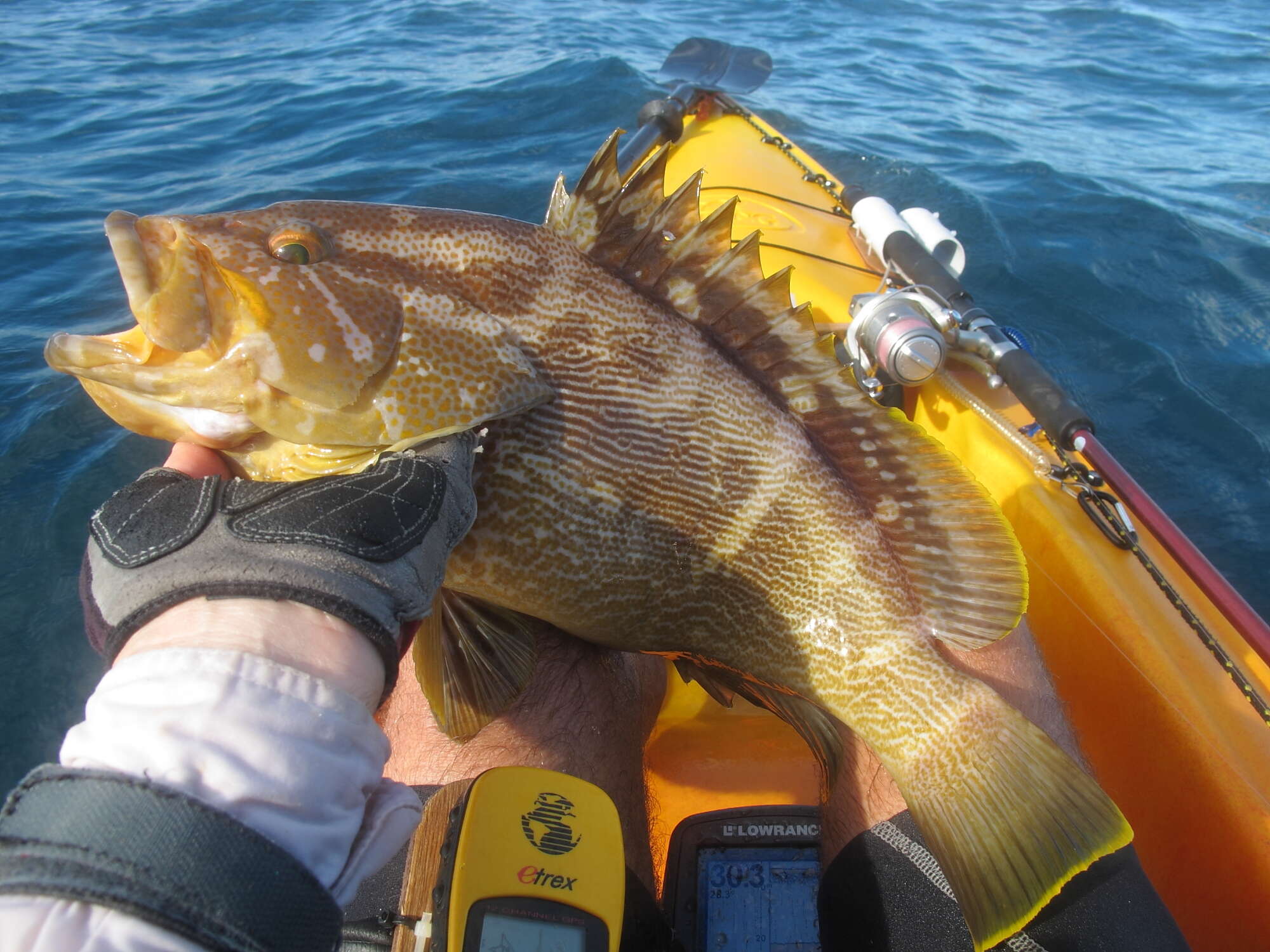 Epinephelus undulatostriatus (Peters 1866)的圖片