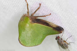 Image of Telamona excelsa (Fairmaire) Fairmaire