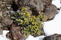 Image of Brachyglottis bidwillii (Hook. fil.) B. Nord.