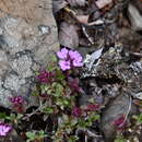 Image of Thymus putoranicus Byczenn. & Kuvaev