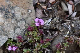 Thymus putoranicus Byczenn. & Kuvaev resmi