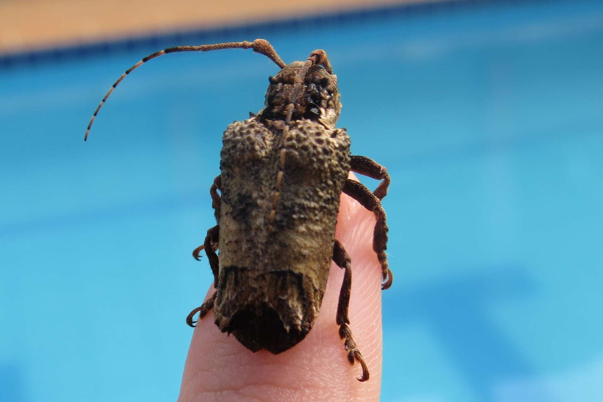 Trachysomus gibbosus Buquet 1852 resmi