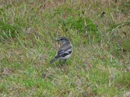 Image of White-shouldered Triller