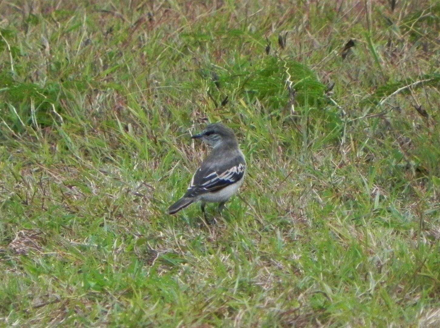 Image of White-shouldered Triller