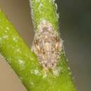 Image of Puerto rican planthopper