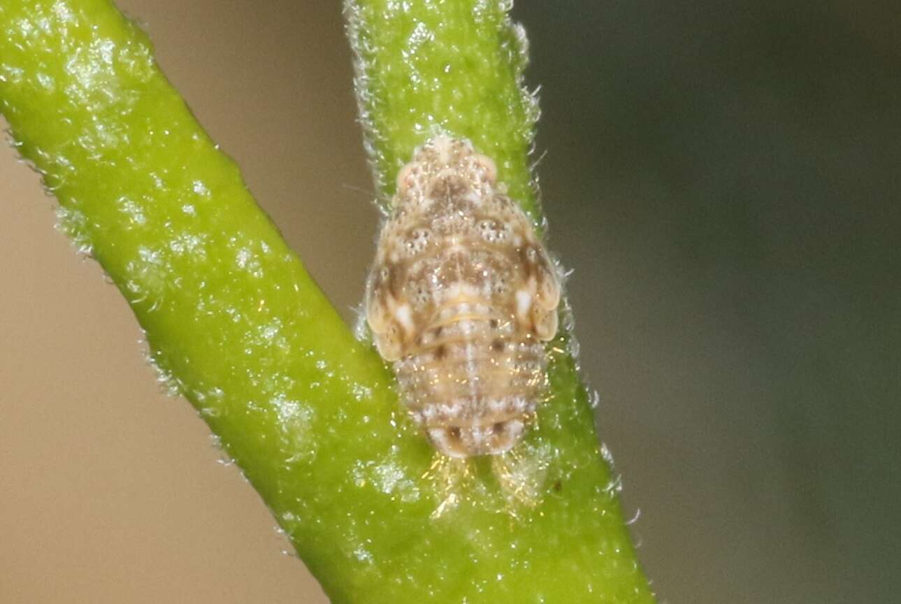 Image of Puerto rican planthopper