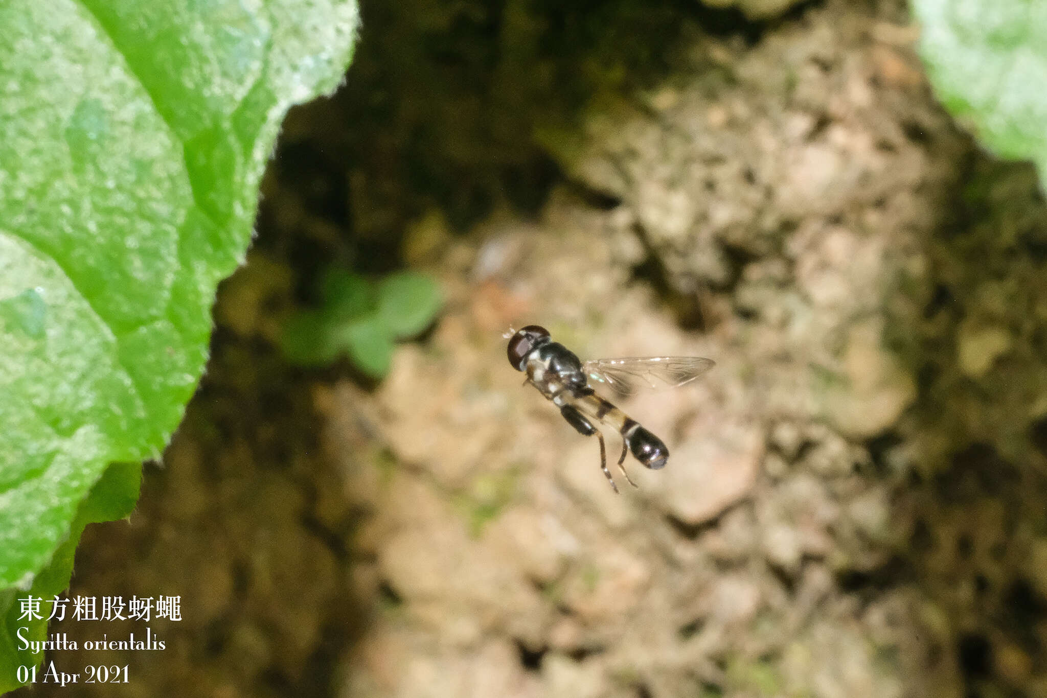 Image of Syrphid fly