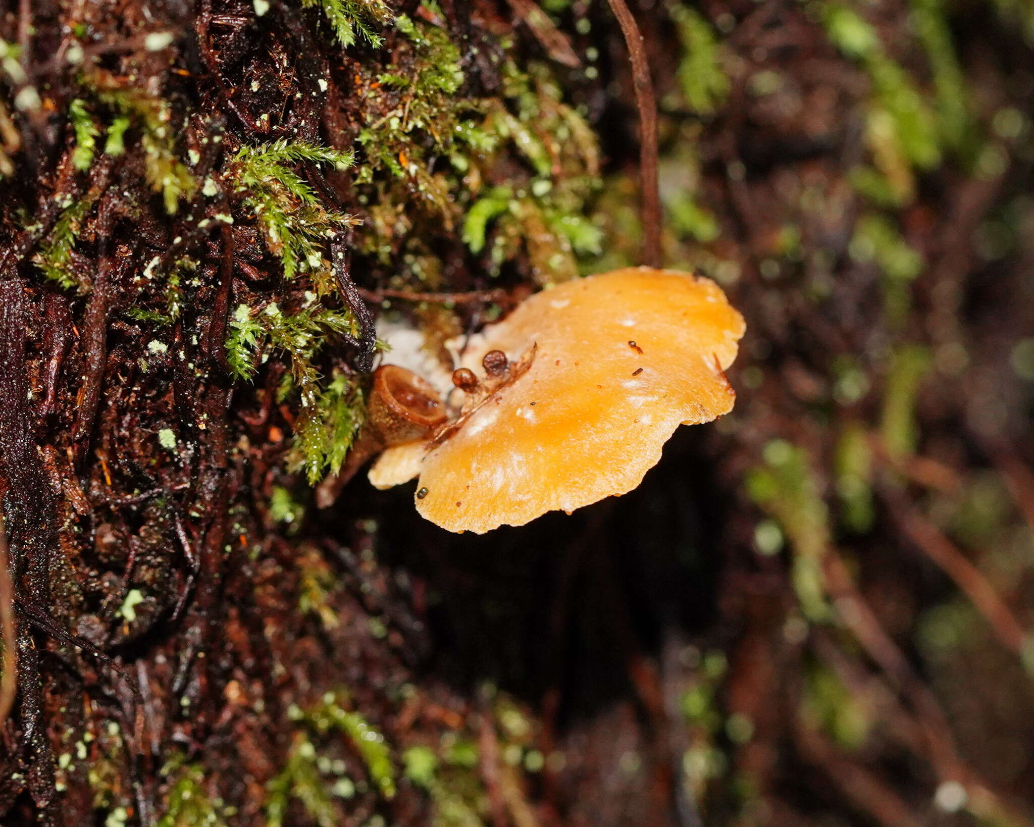 Image of Hohenbuehelia ligulata (E. Horak) J. A. Cooper 2014