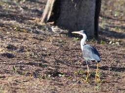 Image of Pied Heron