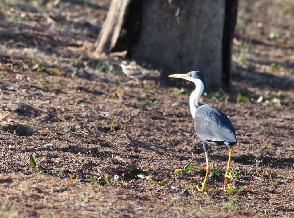 Image of Pied Heron