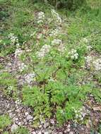 Imagem de Anthriscus sylvestris subsp. sylvestris