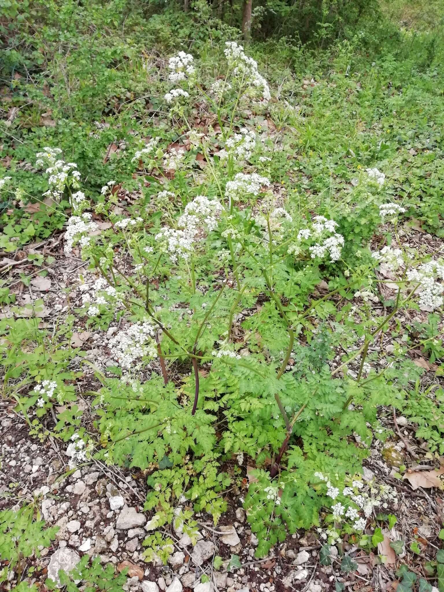 Imagem de Anthriscus sylvestris subsp. sylvestris