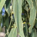 Image of Eucalyptus viminalis subsp. pryoriana (L. A. S. Johnson) M. I. H. Brooker & A. V. Slee
