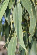 Image of Eucalyptus viminalis subsp. pryoriana (L. A. S. Johnson) M. I. H. Brooker & A. V. Slee