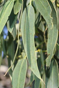 Image of Eucalyptus viminalis subsp. pryoriana (L. A. S. Johnson) M. I. H. Brooker & A. V. Slee