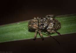 Image of Rhytiphora confusa Slipinski & Escalona 2013