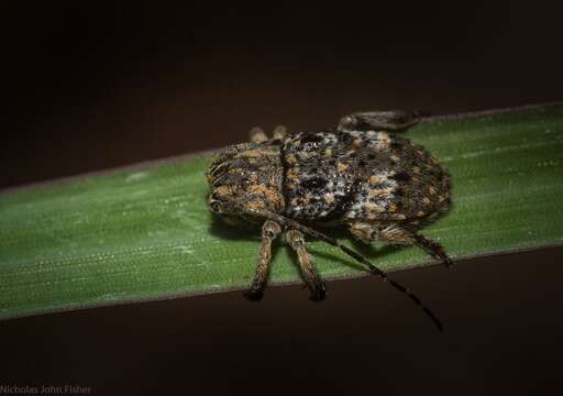 Image of Rhytiphora confusa Slipinski & Escalona 2013