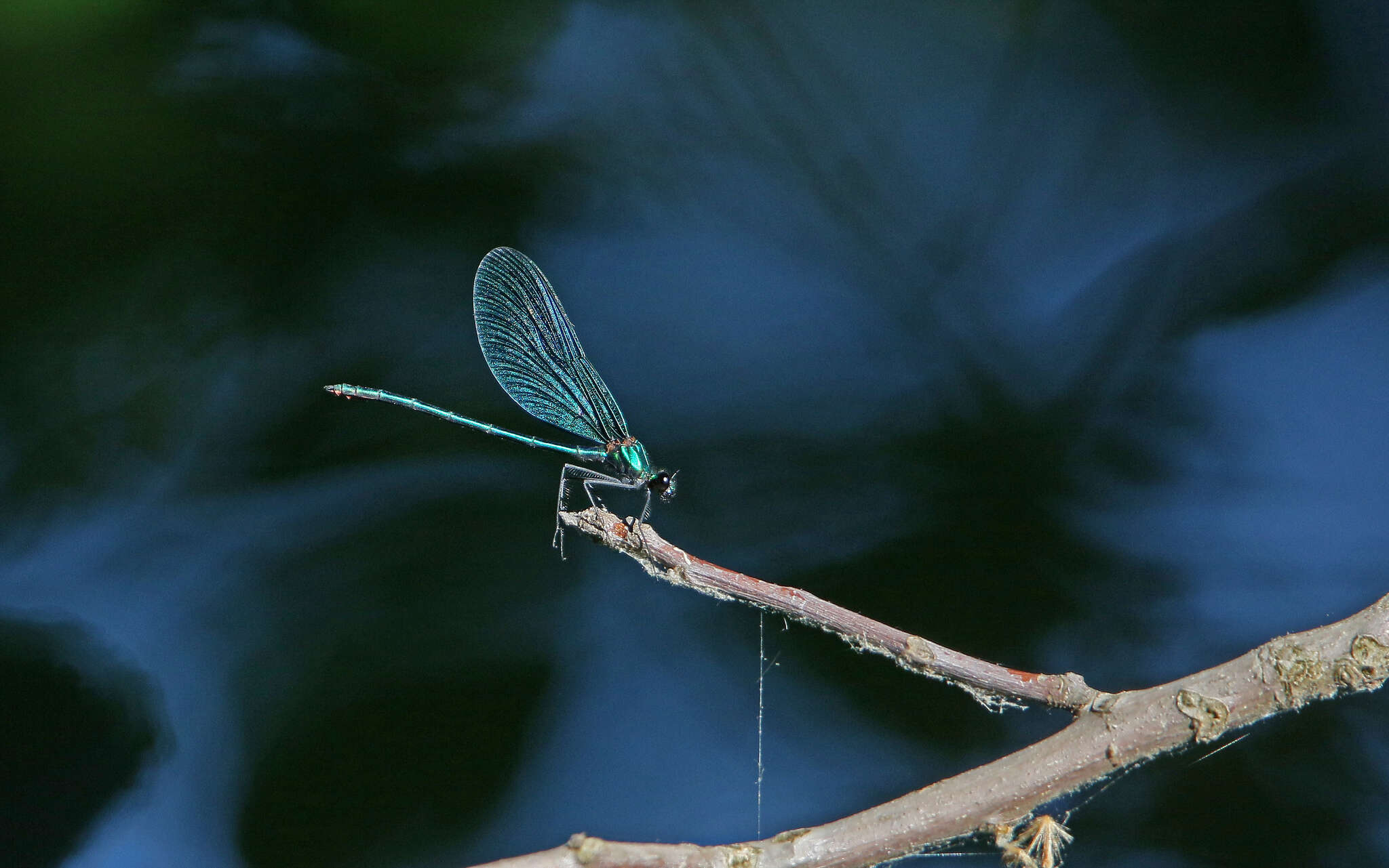 Image of <i>Calopteryx virgo festiva</i>