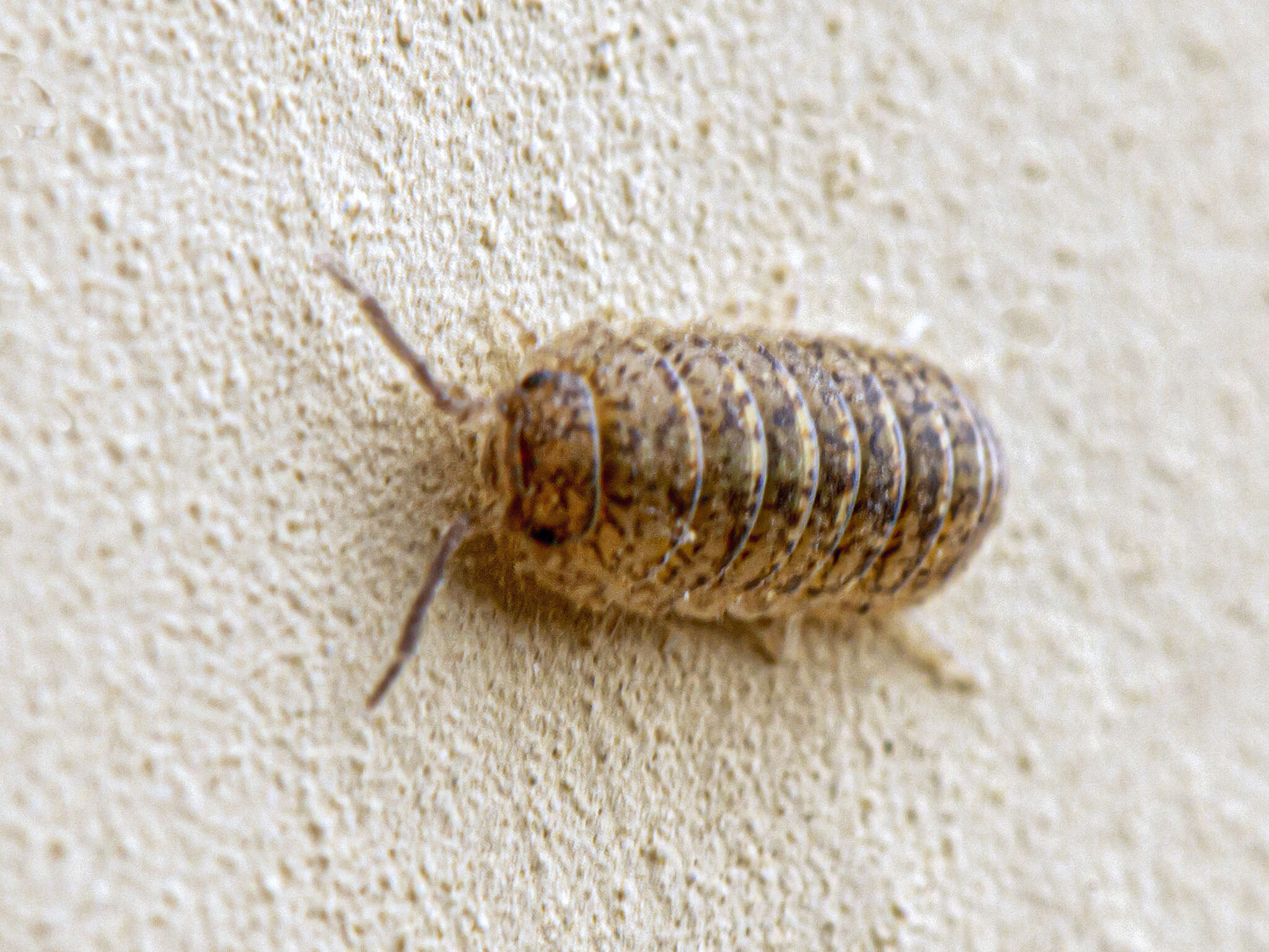 Image of Armadillidium arcangelii Strouhal 1929