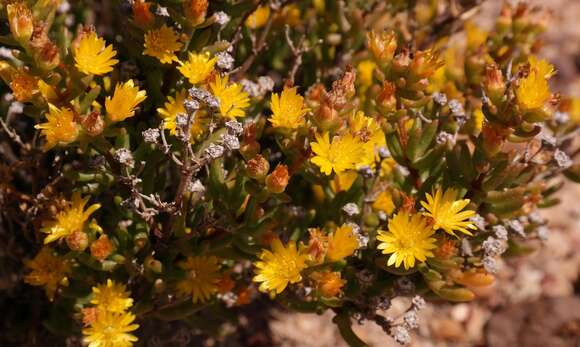 Imagem de Drosanthemum zygophylloides (L. Bol.) L. Bol.