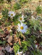 Слика од Leucanthemum maximum (Ramond) DC.