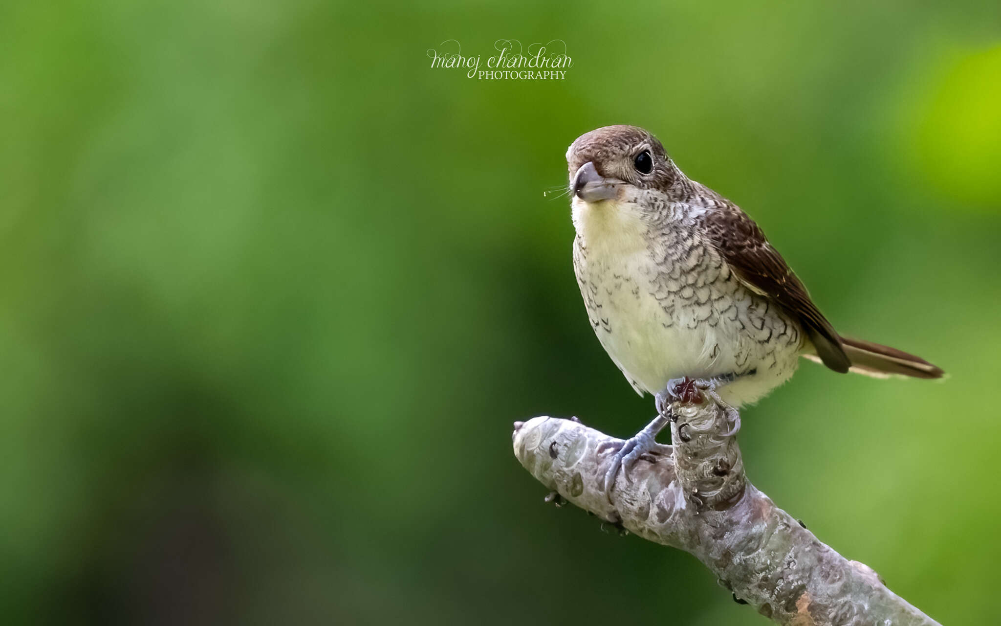 Image of Tiger Shrike