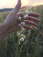 Image of scarlet gilia