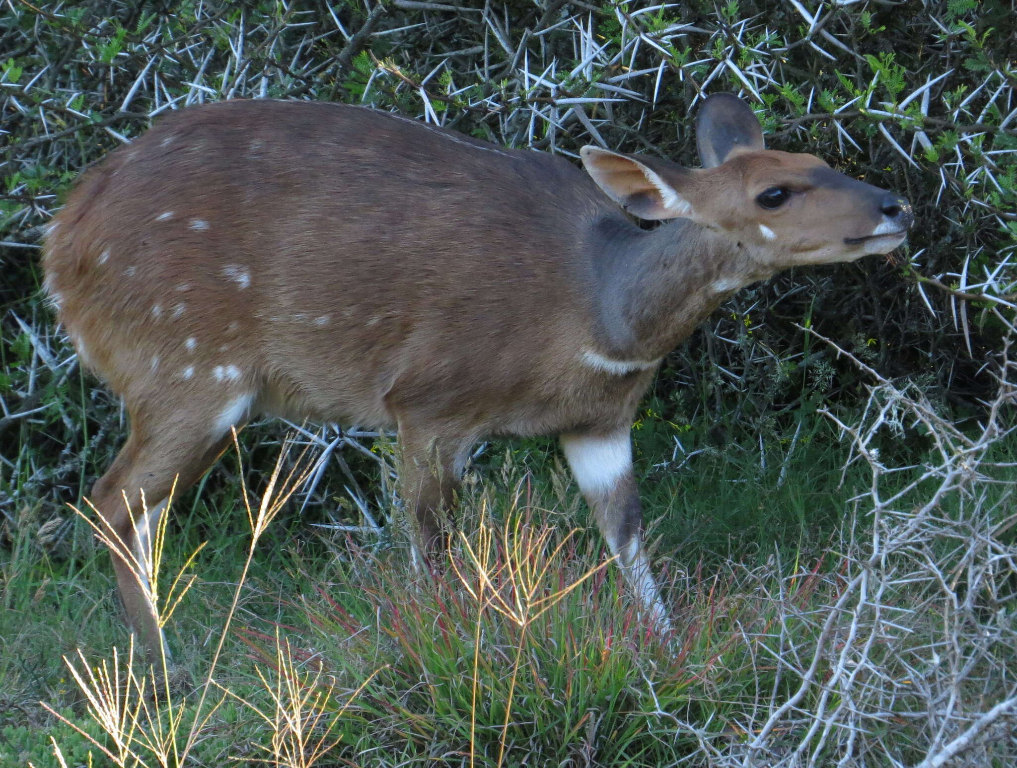 Image of Tragelaphus sylvaticus