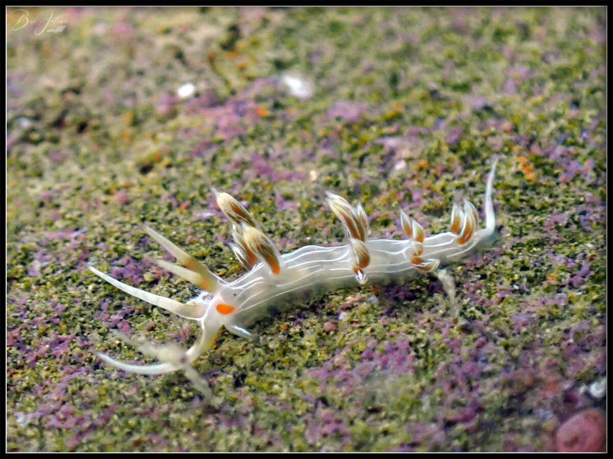 Image of Cratena lineata (Eliot 1905)