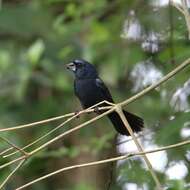 Image of Blue-black Grosbeak