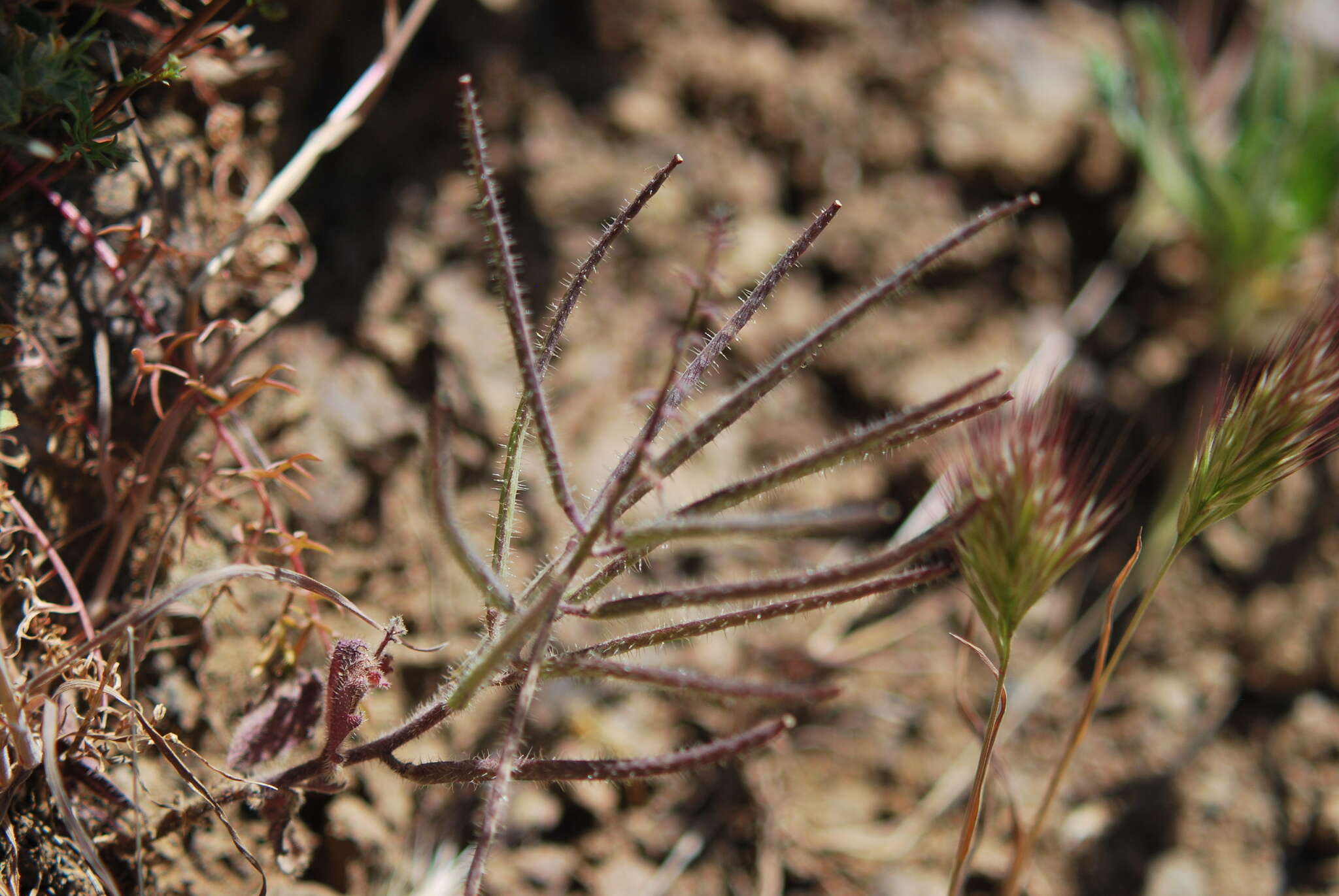 Image of Mt. Diablo jewelflower