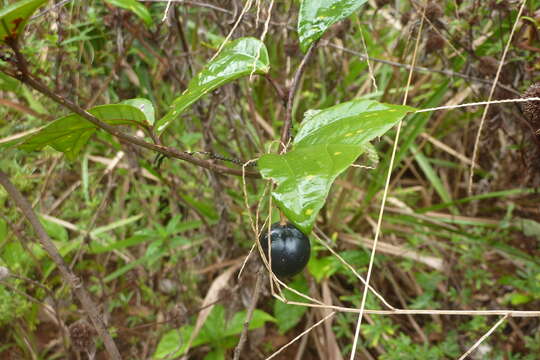 Image of Passiflora vespertilio L.