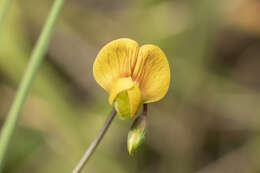 Imagem de Lathyrus annuus L.