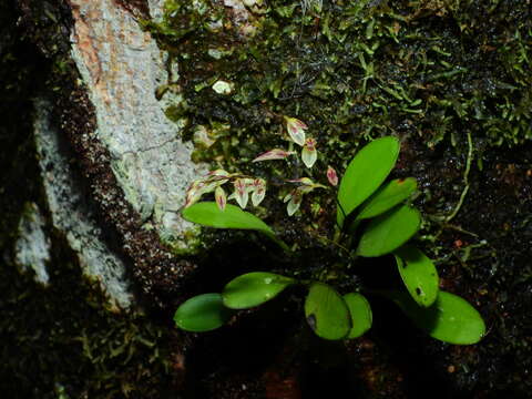 Image of Specklinia grobyi (Bateman ex Lindl.) F. Barros