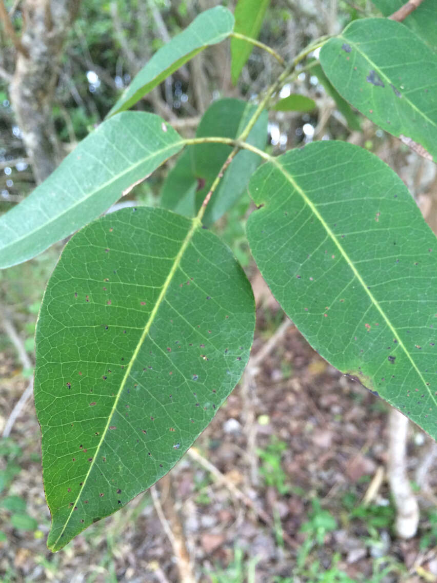 Image of Florida poisontree